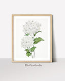 White Hydrangea Painting, Hydrangea Watercolor, Botanical Wall Art Prints, Hydrangea Print, off white Flower Wall Art, Flower Fine Art Print